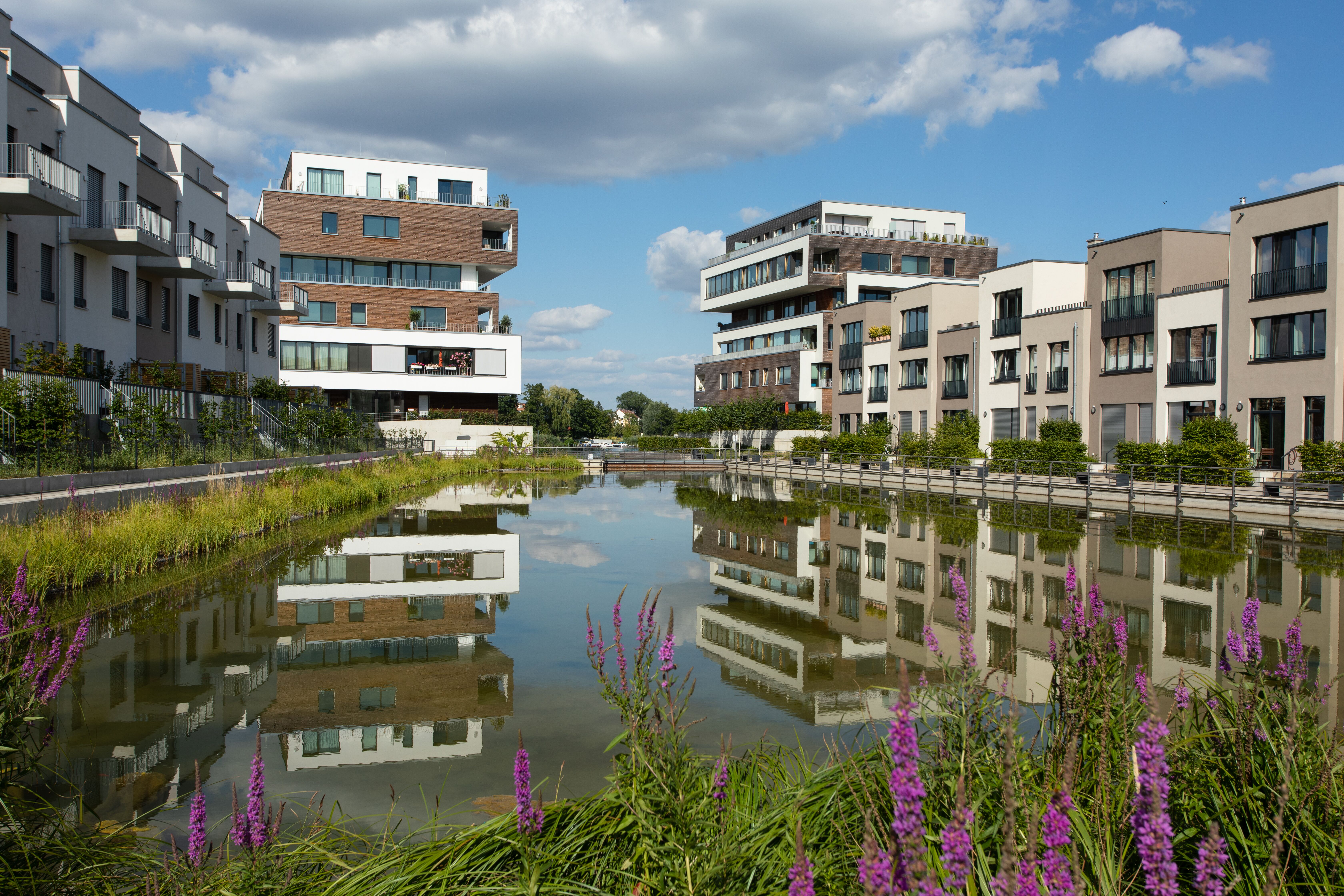 Das Wasserbecken im Quartier 52 Grad Nord. Die modernen Häuser spiegeln sich im Wasser und man sieht lila Blumen im Vordergrund.